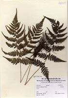 藏品(阿里山蹄蓋蕨)的圖片